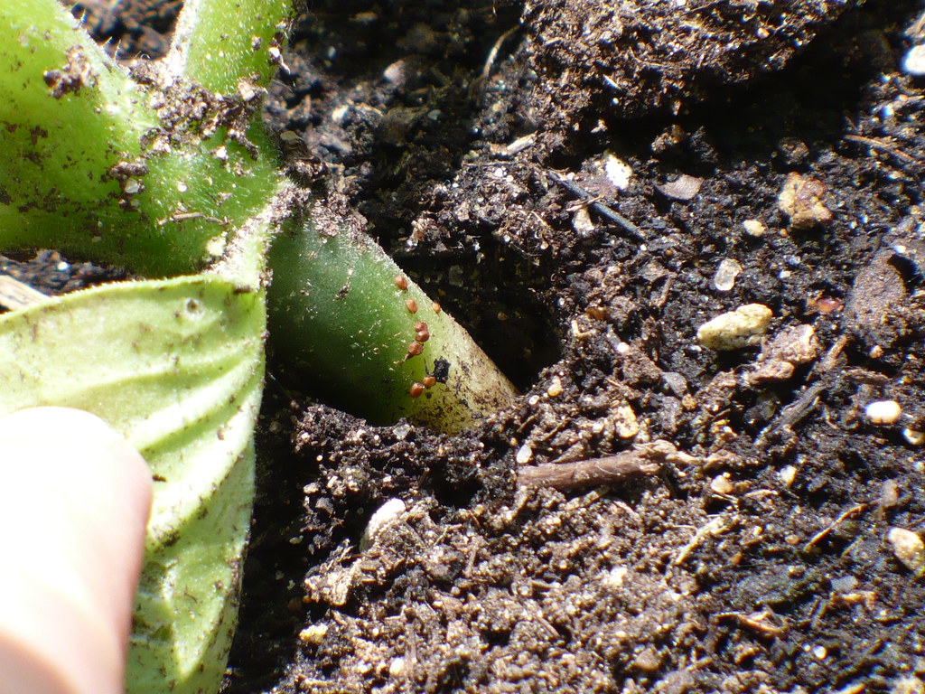Squash Vine Borer Eggs Rebecca McMahon Flickr