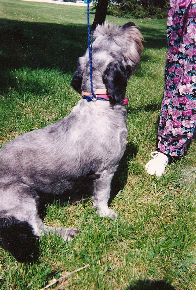 Dog_1 Downtown Veterinarian Indianapolis Flickr