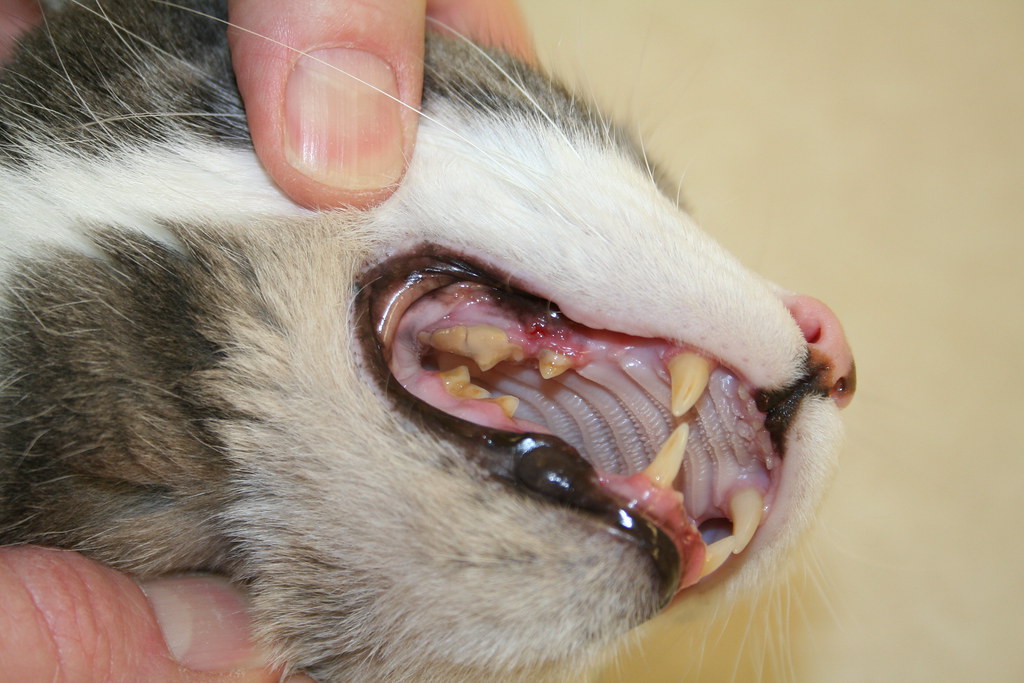 Tartar and Gingivitis This cat's mouth needs help. There