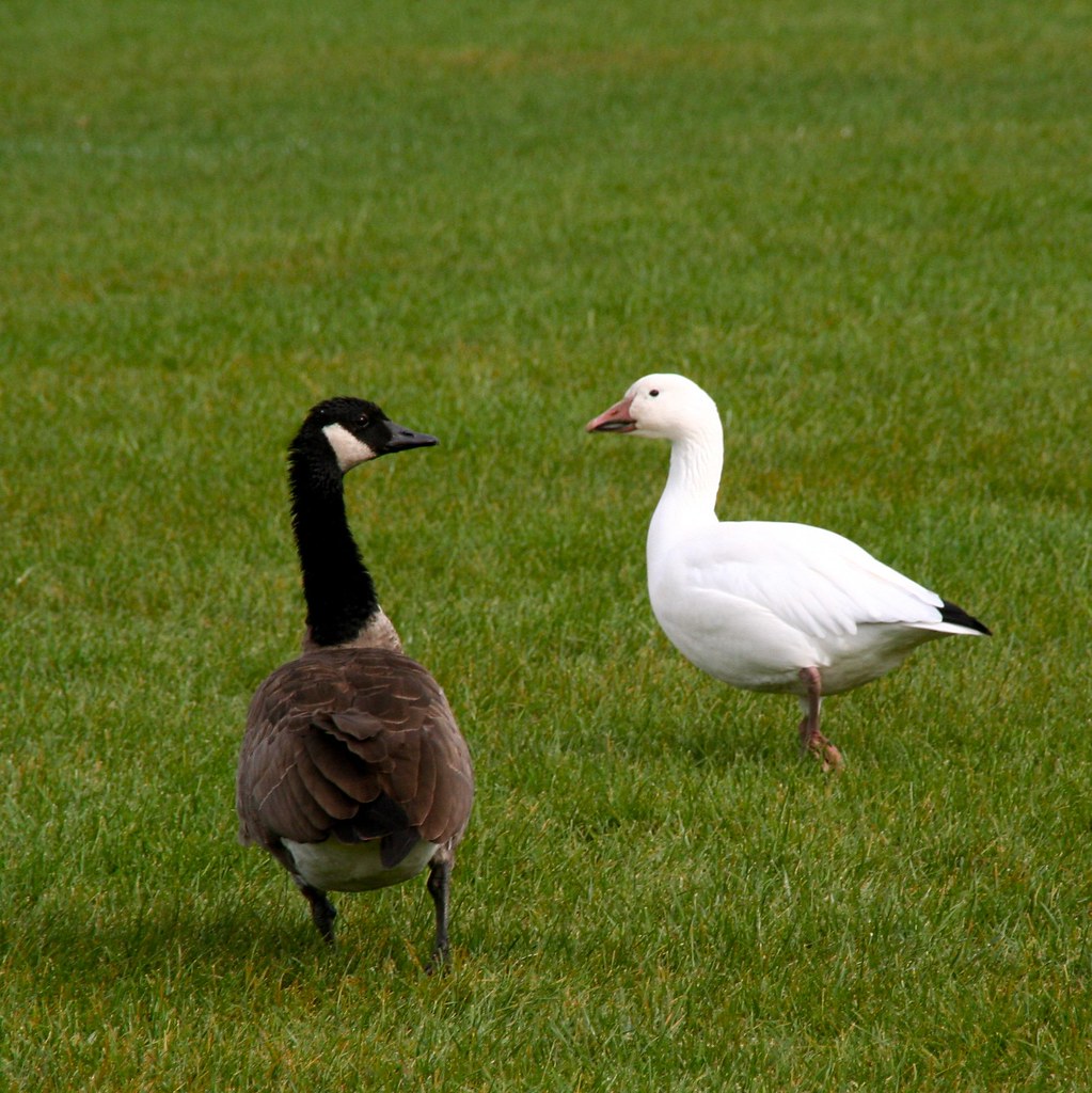 Snow goose and Canada goose Martha Nelson Flickr
