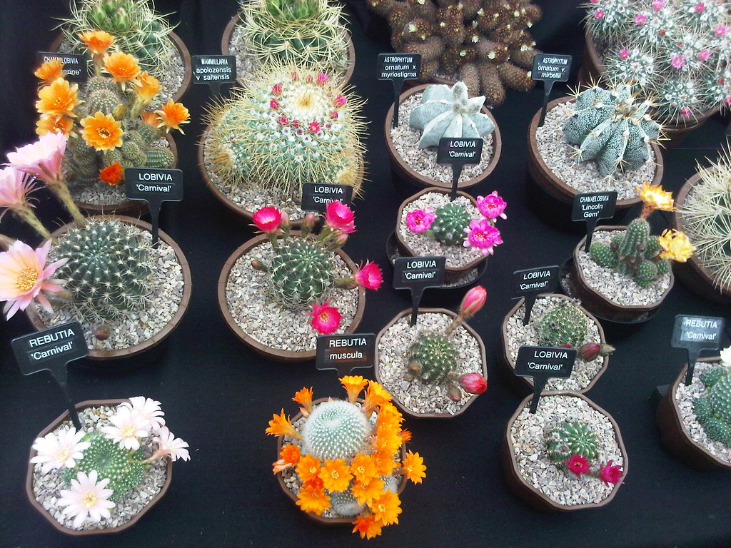 Cacti Southfield Nurseries www.cactusland.co.uk/ Alwyn Ladell Flickr