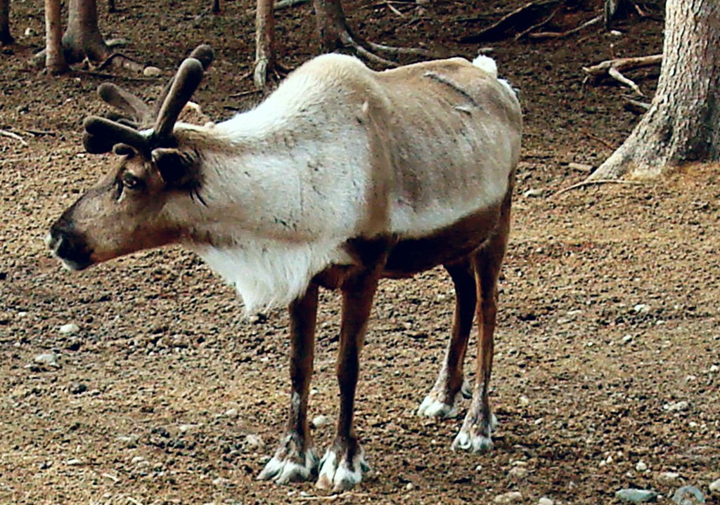 Santa's Reindeer at North Pole, Alaska You can see Santa's… Flickr