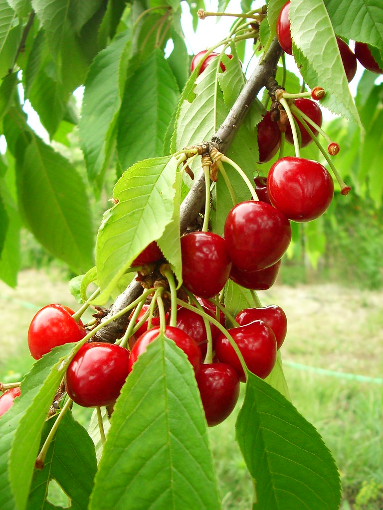 CHERRIES native's Flickr