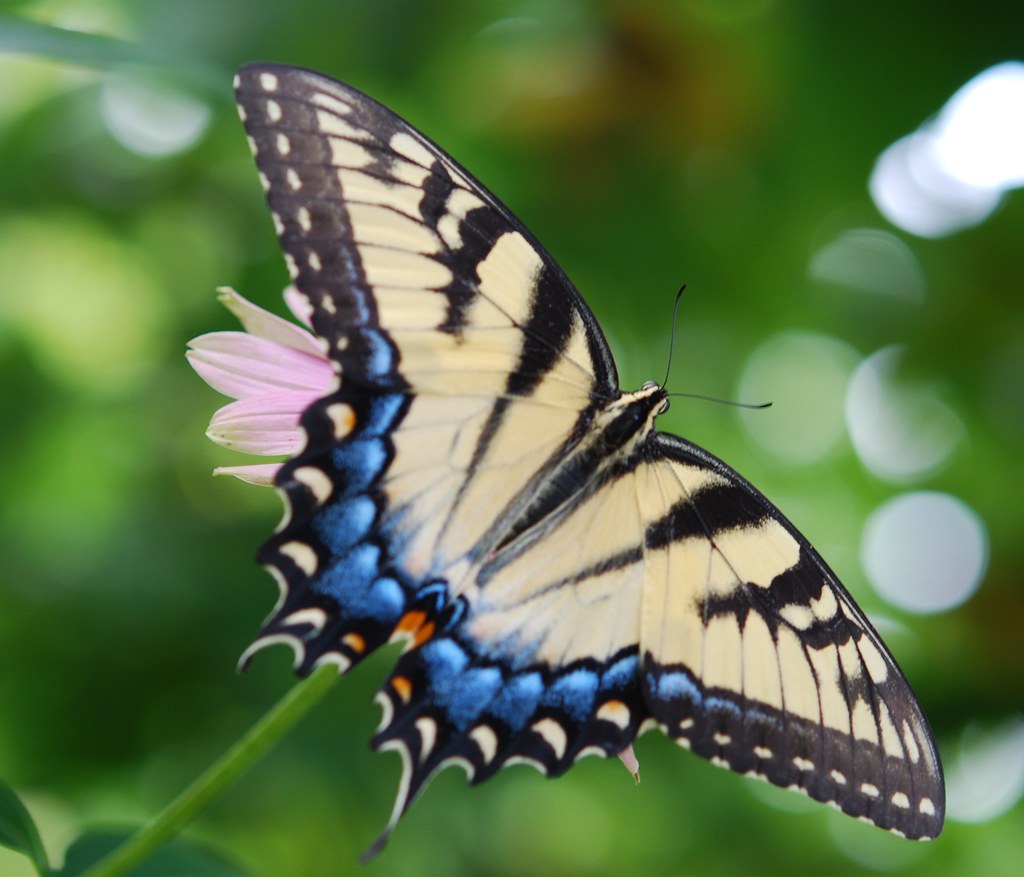 "Butterflies are self propelled flowers." R.H. Heinlein GApeach55 Flickr