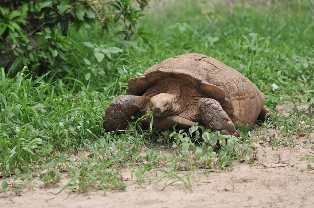 Geochelone sulcata Tortue sénégalaise au village des