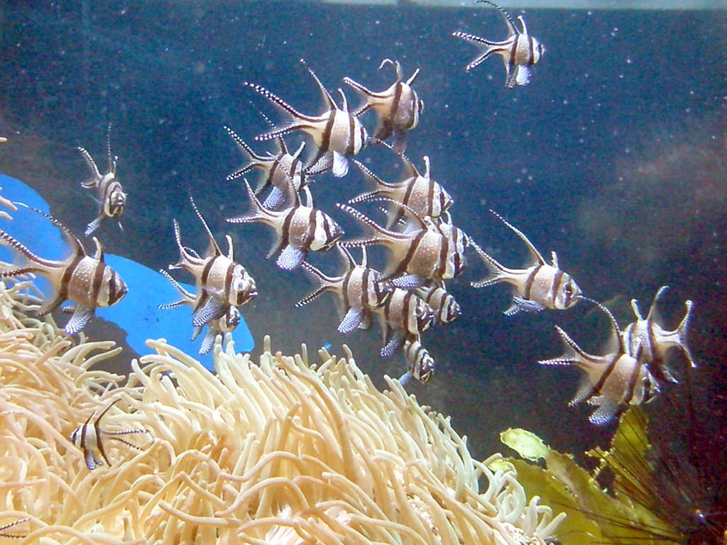 Aquarium Taken on a recent visit to Chester Zoo. Robert Ednie Flickr