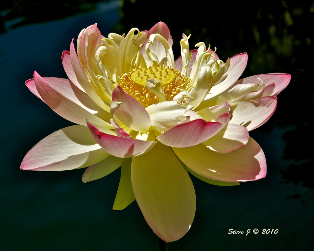 New Lotus Bloom The 2nd Lotus Bloom of the season. This is… Flickr