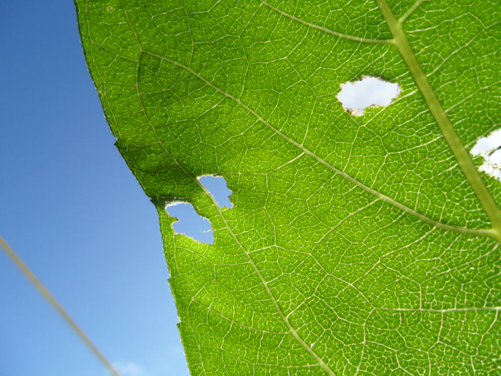 Leaf Bites Something is eating my sunflowers.Damn it. Jodie! Flickr