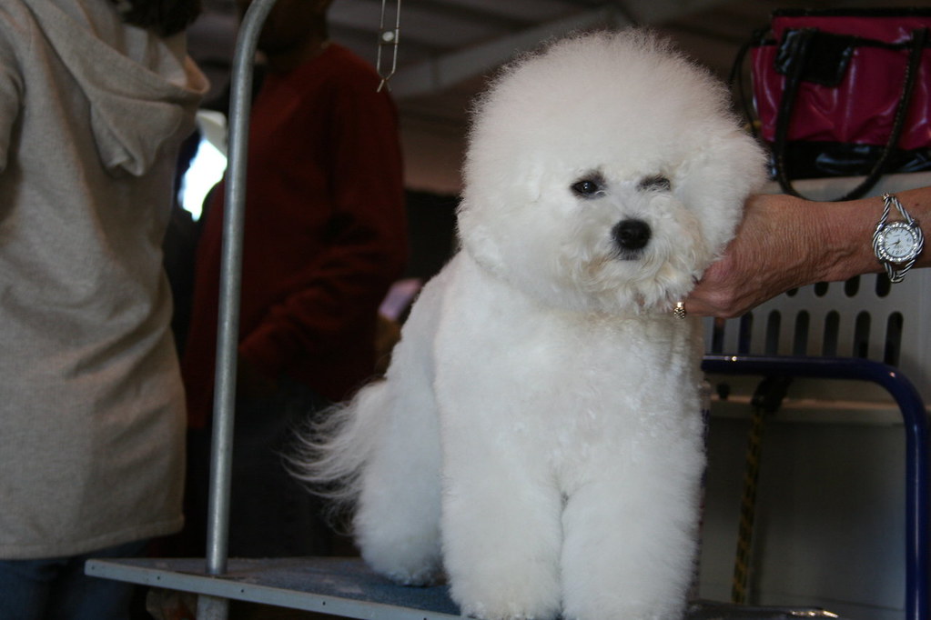 Bichon Frise Photos from the Charleston Kennel Club dog sh… Flickr
