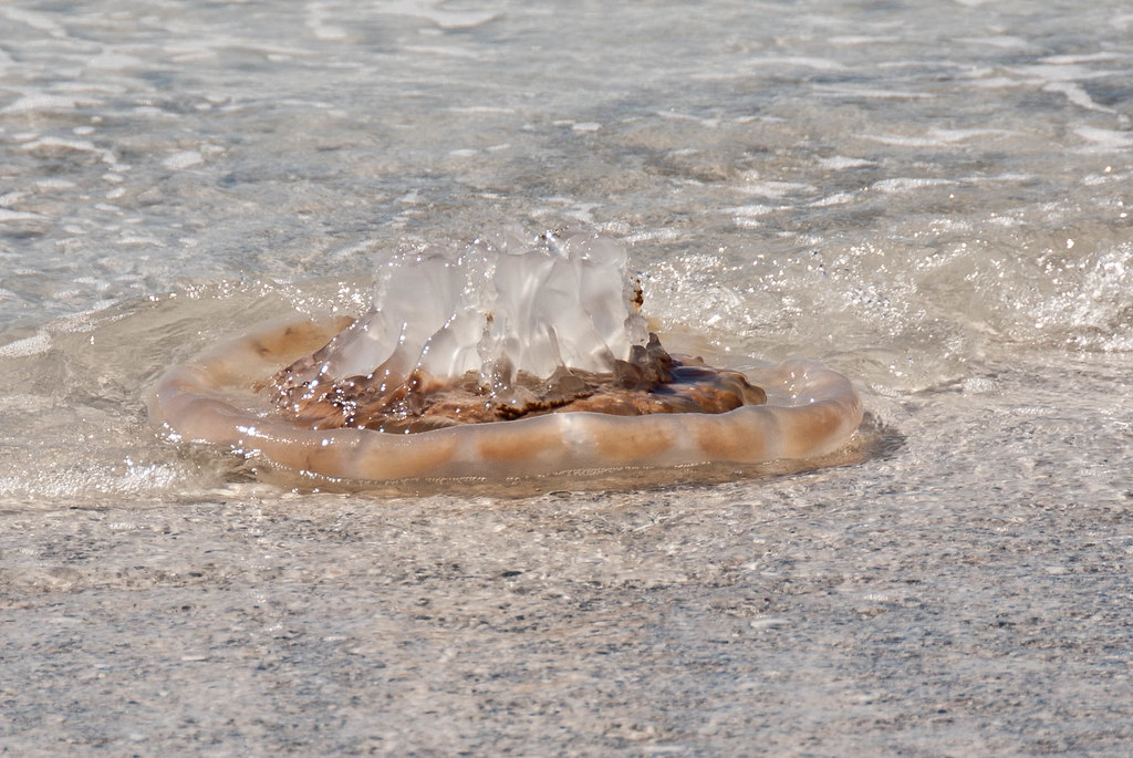 Jellyfish Anna Maria Island, FL iwannabemewhenigrowup.bl… Flickr