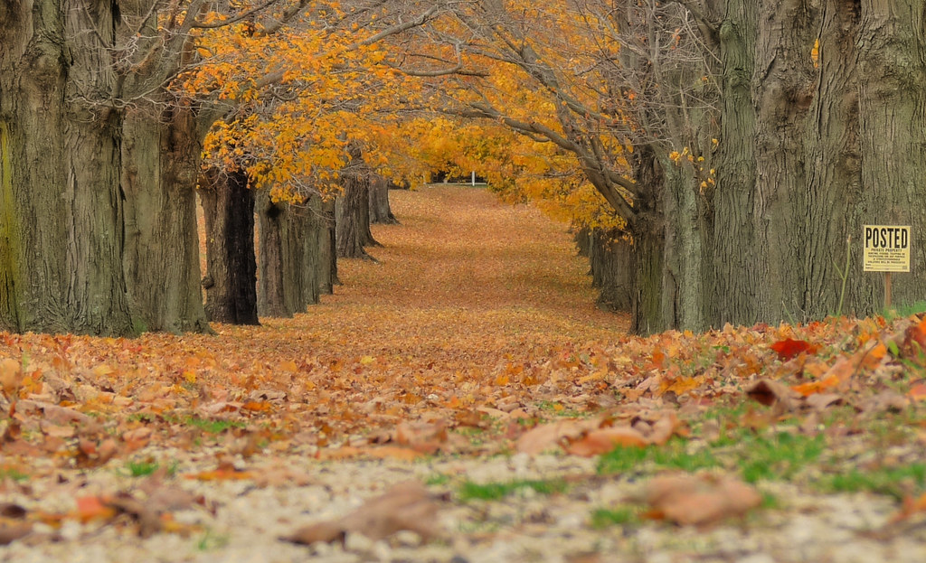 Leaves fall in Millstone NJ Sweetman's lane. Millstone… Flickr