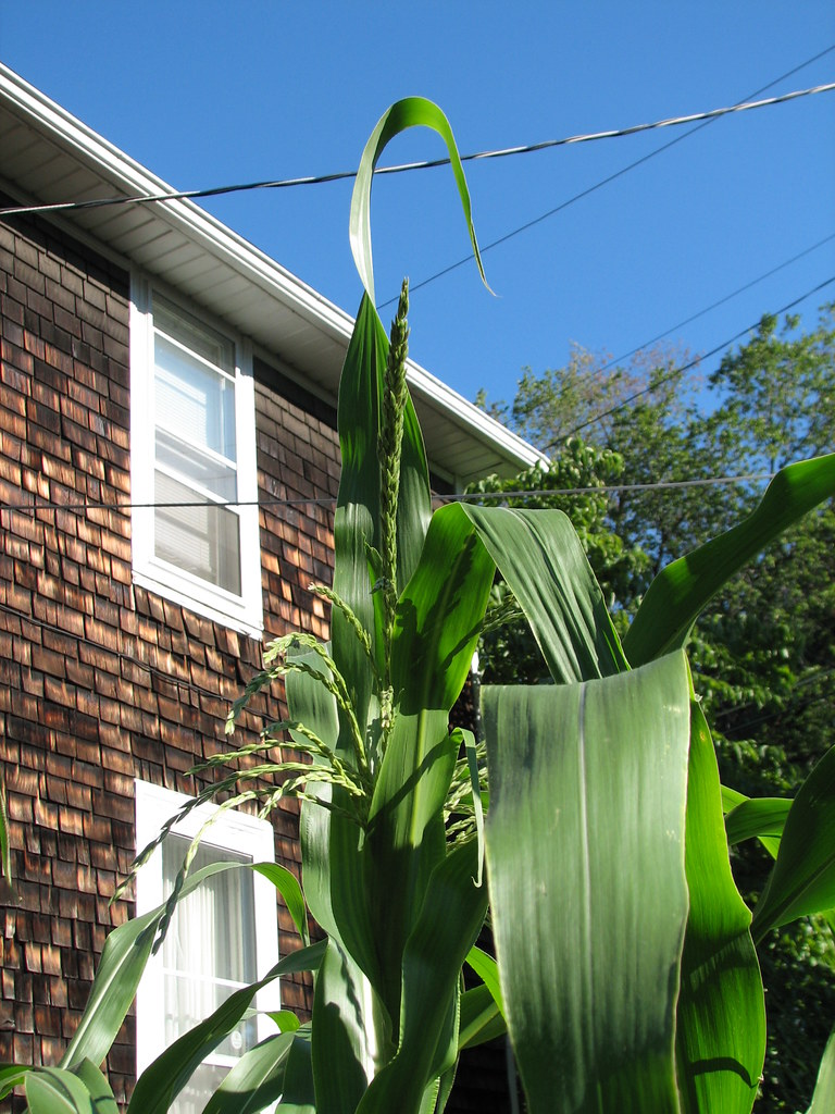 Garden And my House Silver Queen Corn growing in my back… Flickr