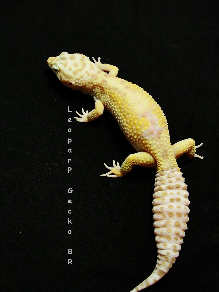 Jungle Tremper Albino Female | Leopard Gecko Br | Flickr