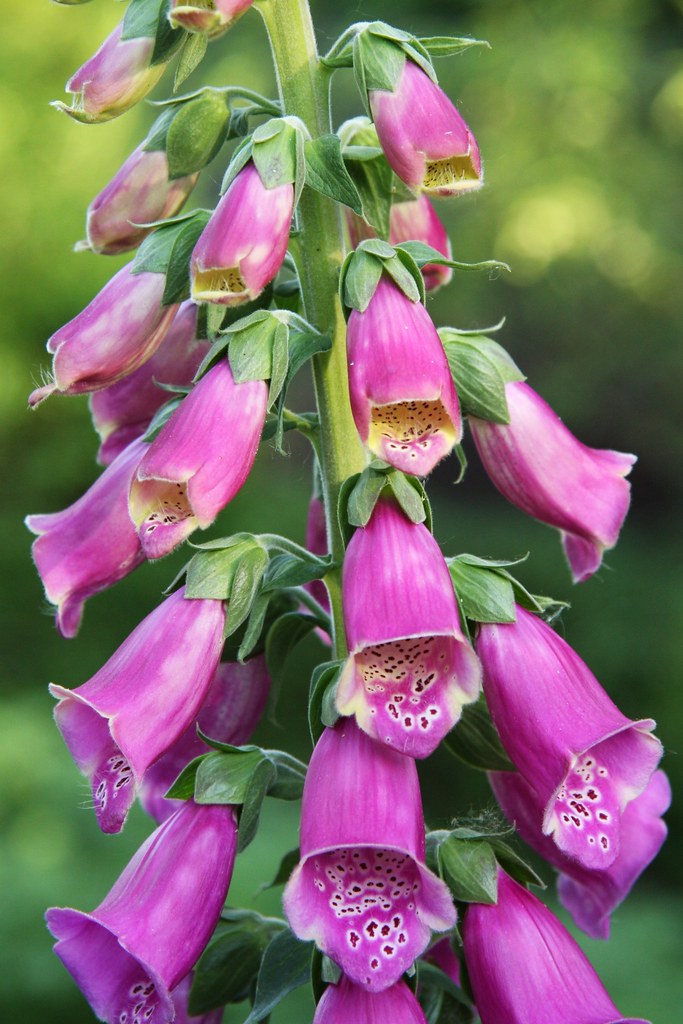 Roter Fingerhut (Digitalis purpurea) Juni 2010 Creative