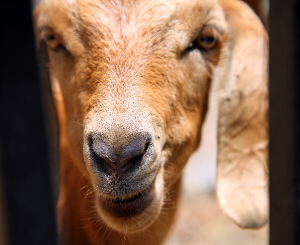 meeaahgghg goats eating weeds in downtown LA therealquarrygirl Flickr