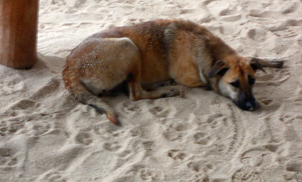 Dog Bora Bora Foods Flickr