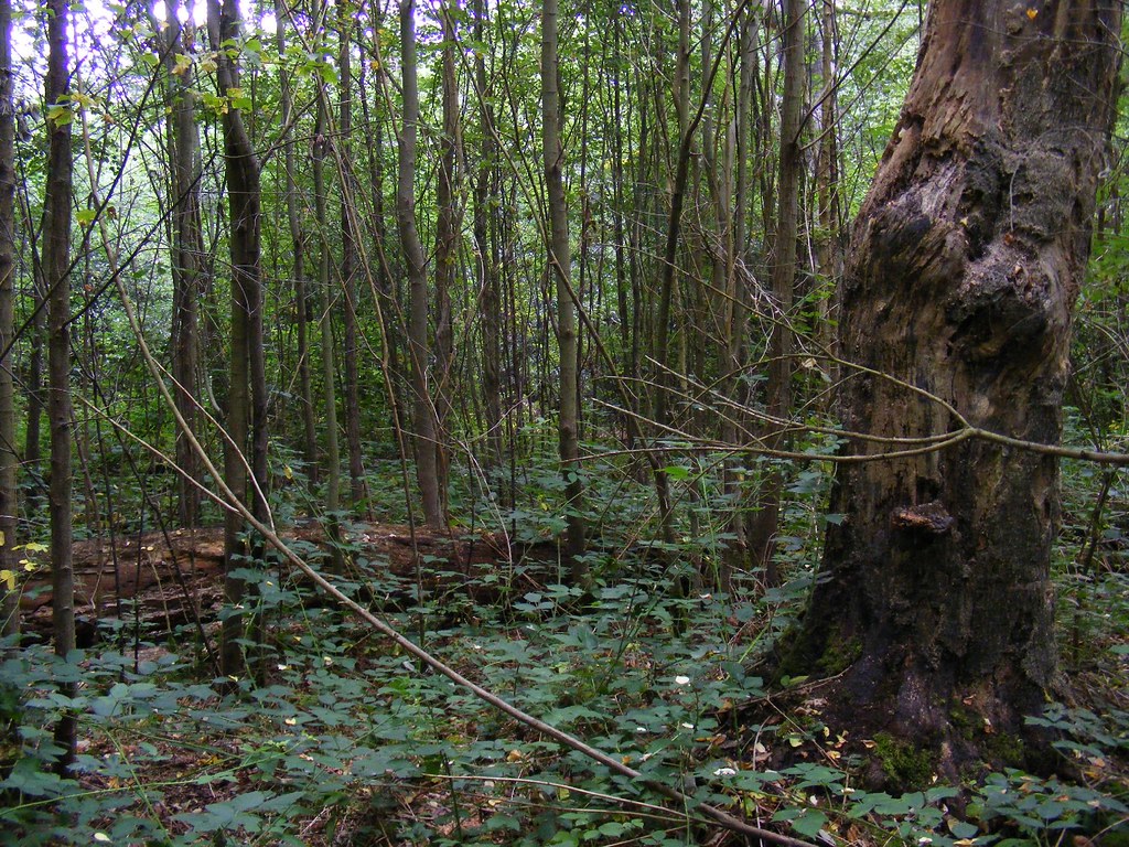The Ur Wald, Knighton Wood, Woodford Green. Formerly a man… Flickr