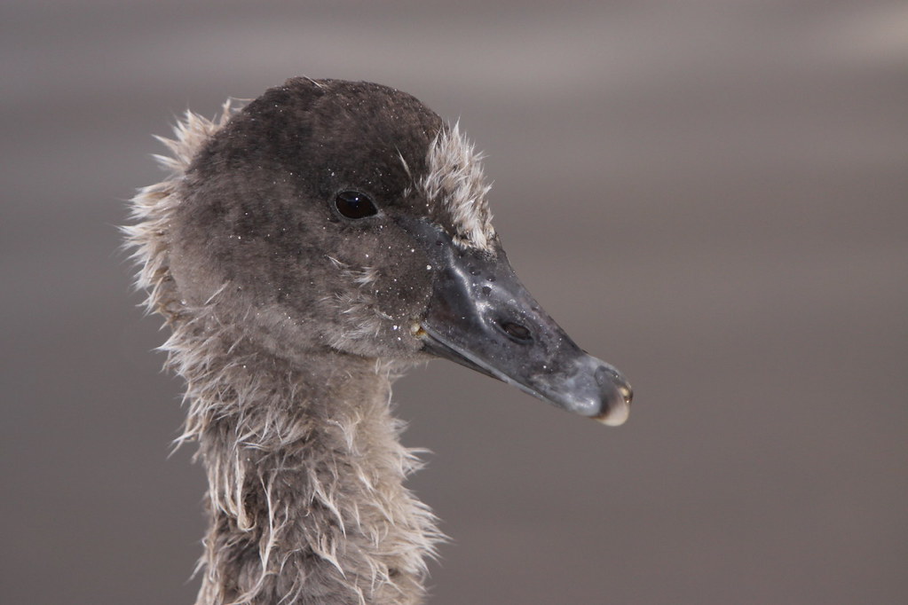The "ugly duckling" stage... Black swan Katarina Christenson
