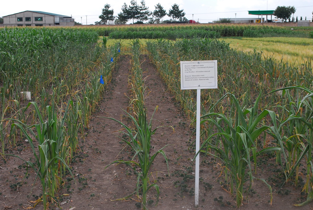 Conventionallygrown maize on CA trial plot, suffering fro… Flickr
