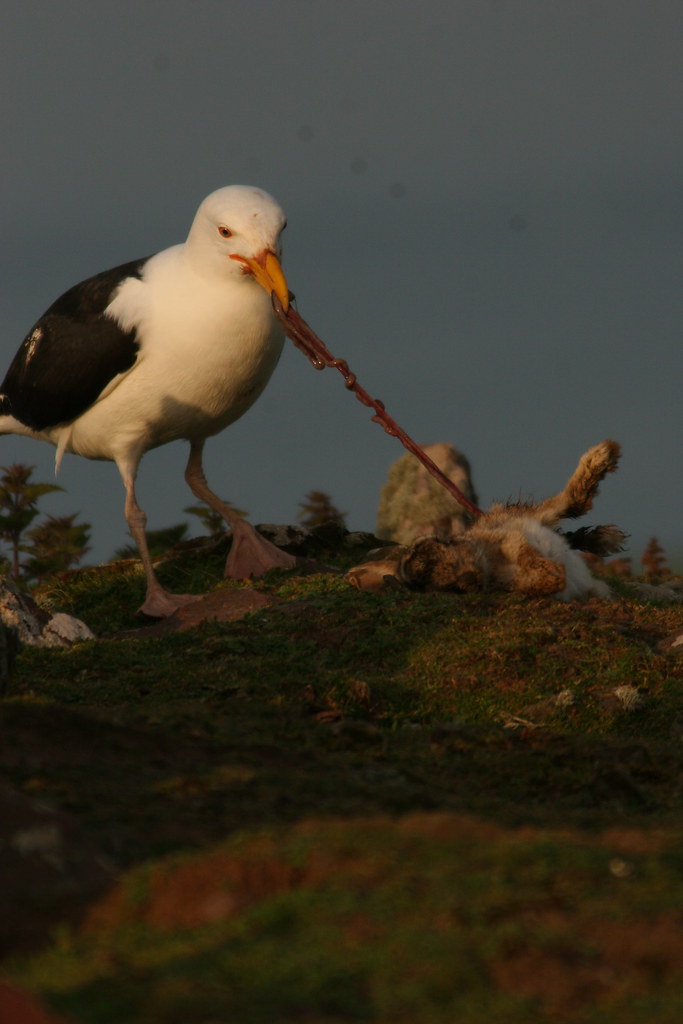 GULL EATING RABBIT john thompson Flickr