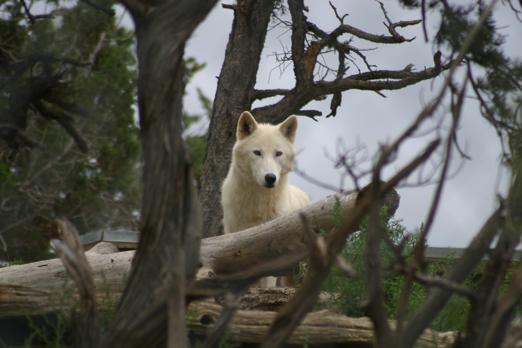 Wild Spirit Wolf Sanctuary Nearly 60 years after Candy Kit… Flickr