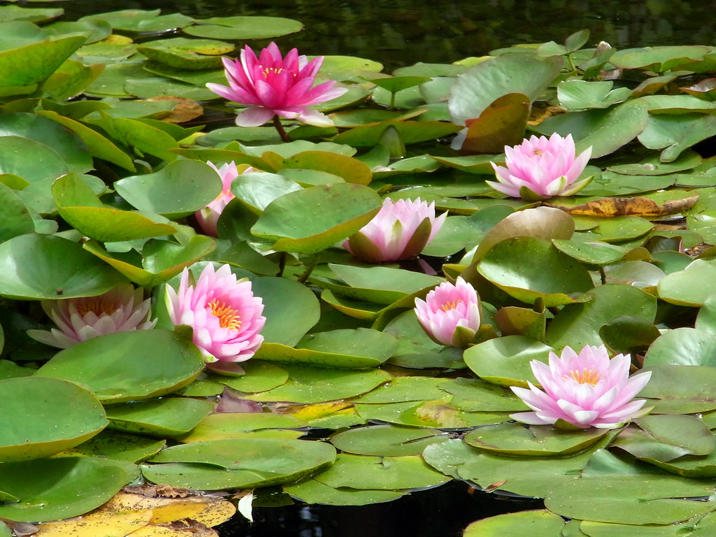 Water Lilies Chinese Classical Garden Portland Oregon … Flickr