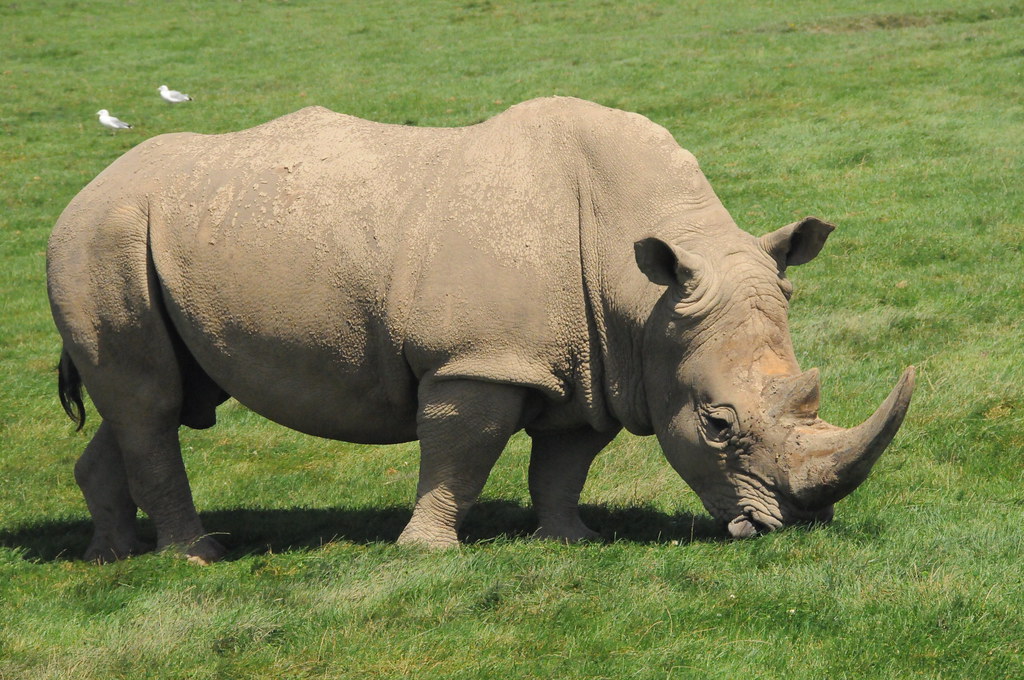 Mowing the lawn Rhinoceros eating grass. Photo by M. Rehem… Flickr