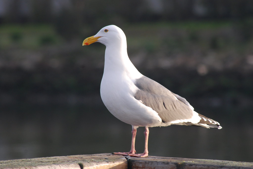 American Herring Gull AHM 4110 2 American Herring Gull L… Flickr