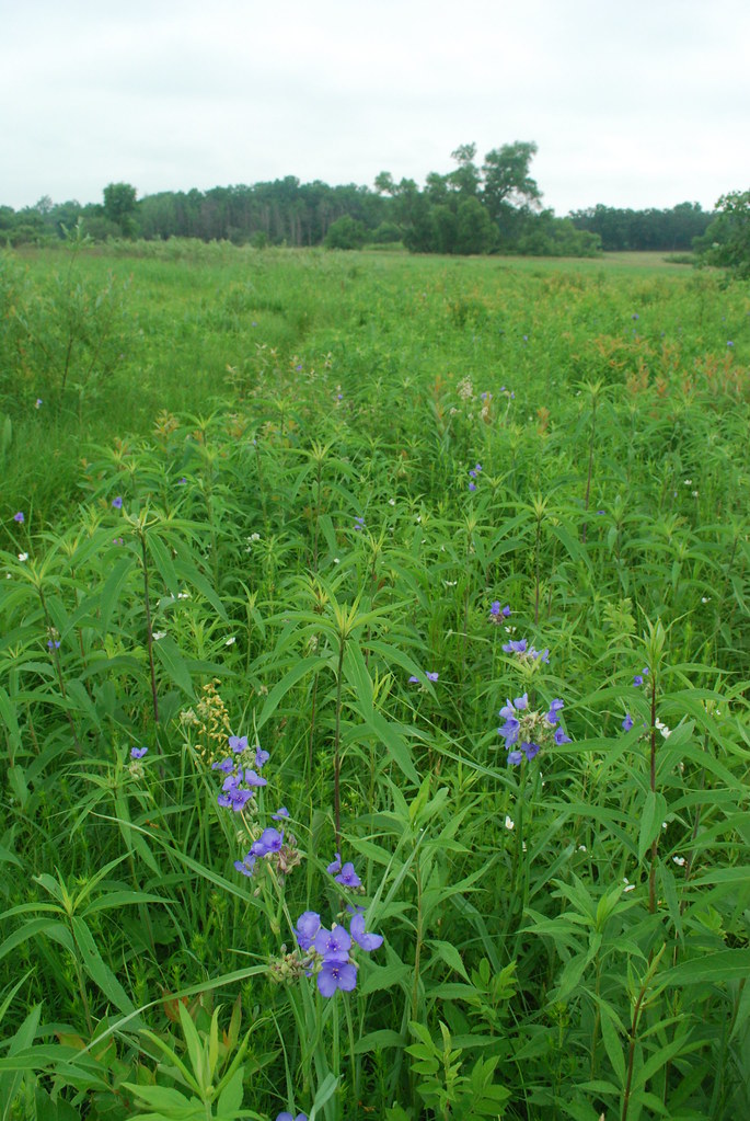 Wildflowers on the Prairie Newark Road Prairie Wisconsin S… Flickr