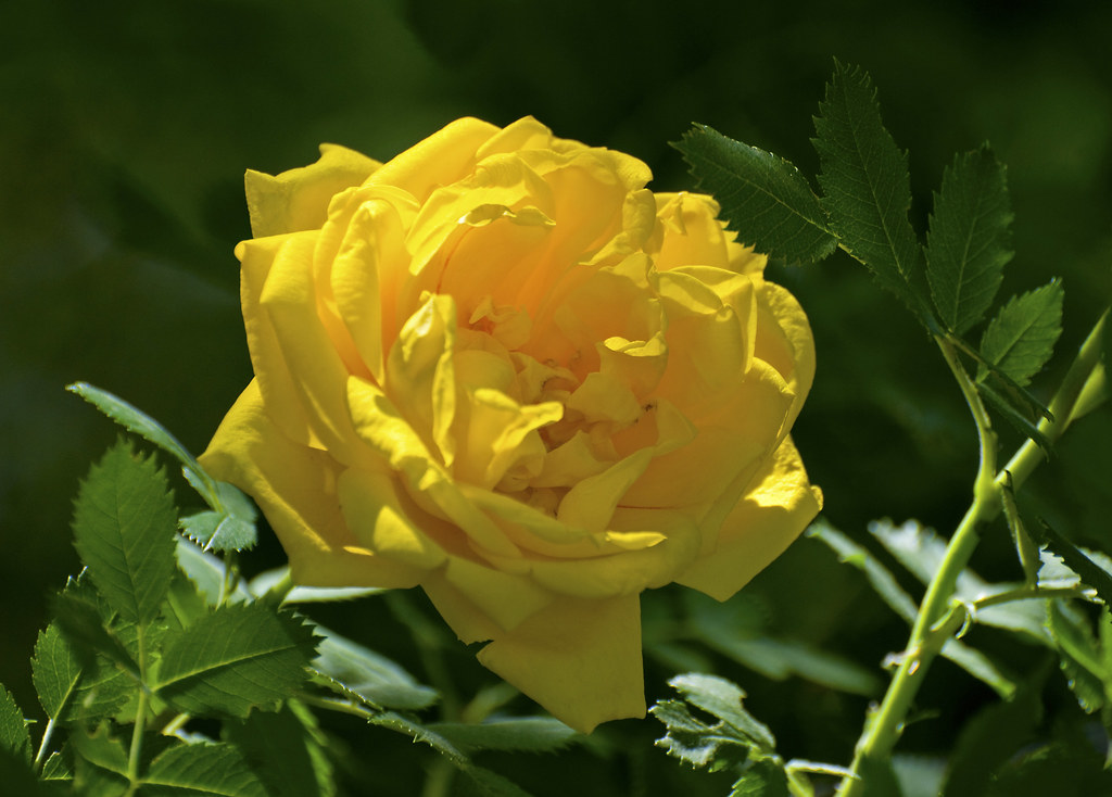 Wild Rose A brilliant yellow wild rose stands out against … Flickr