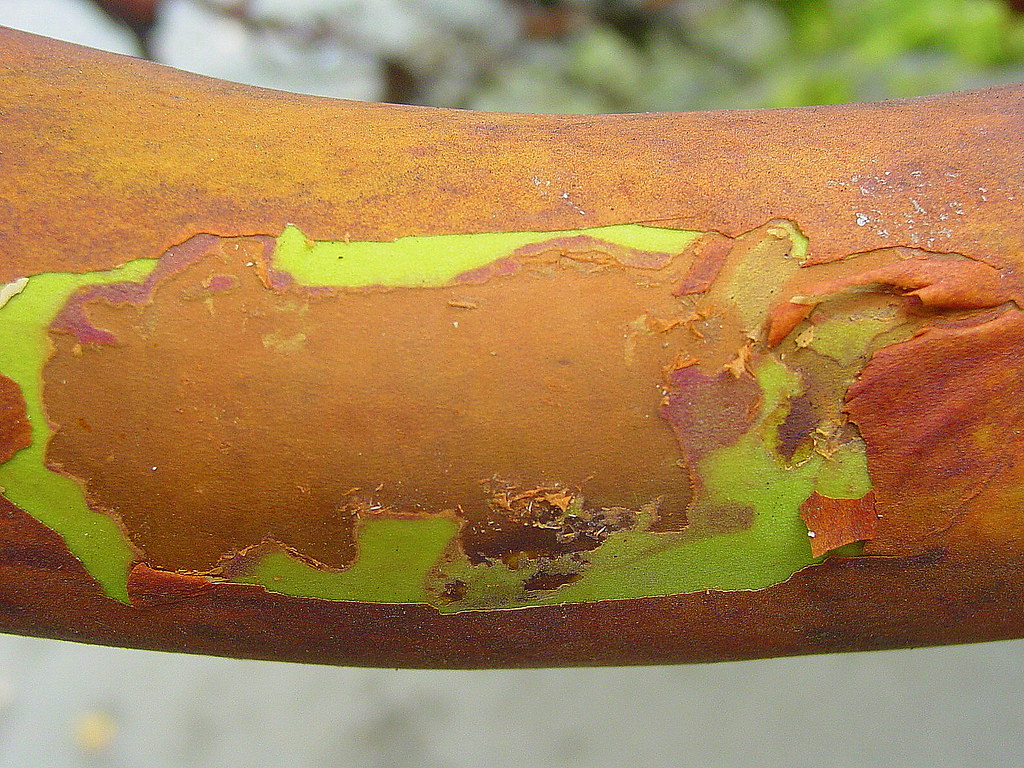 Pacific Madrone (Arbutus menziesii Pursh) Check here for d… Flickr