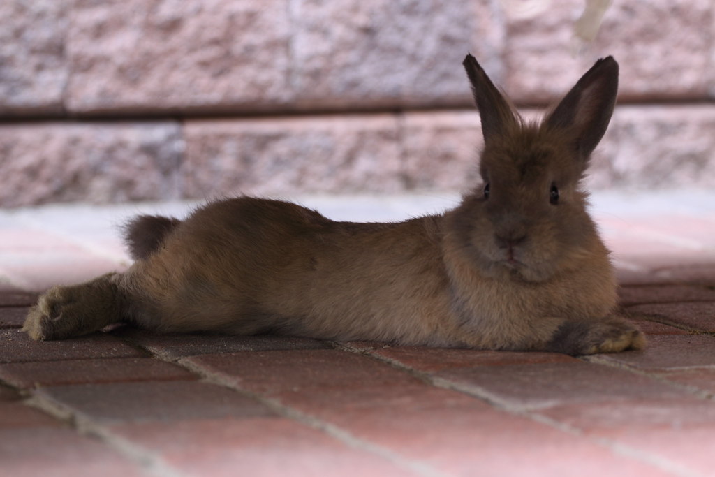 Lonely bunny Story. dellisd Flickr