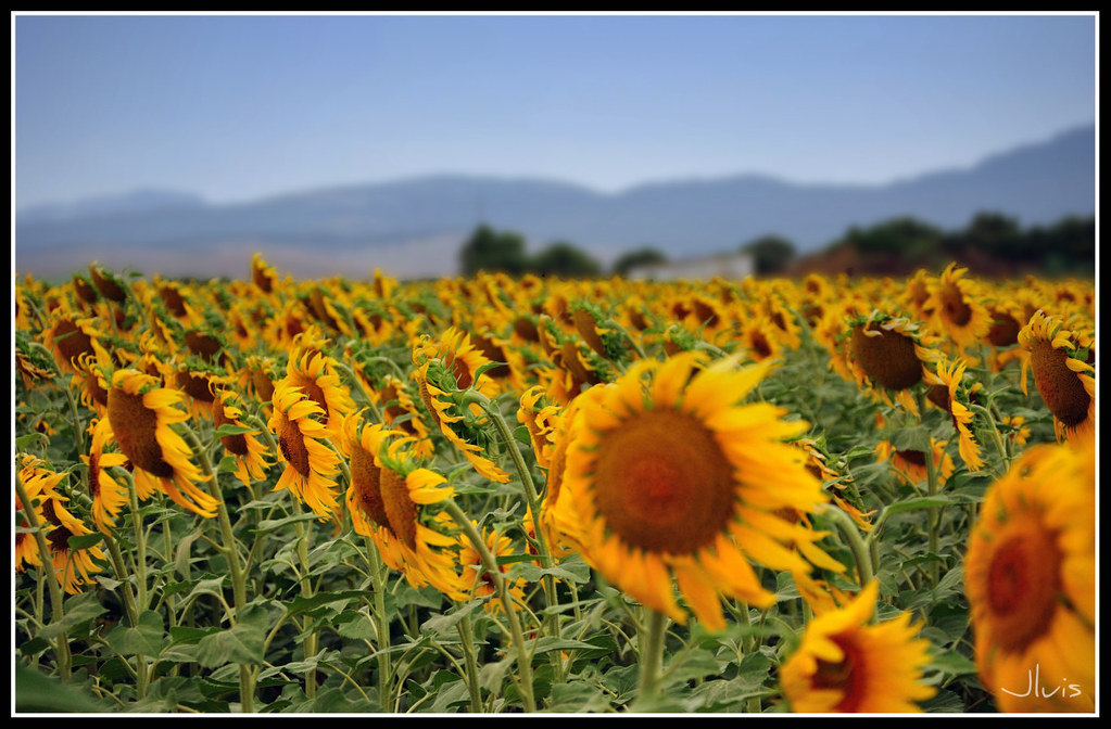 COLORES DE MI TIERRA CAMPO DE GIRASOLES José Luis Flickr
