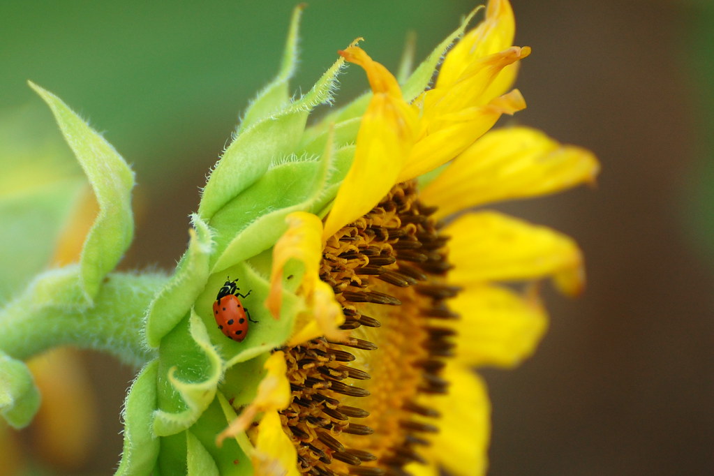 Lady Bug on Sunflower Lady Bug on Sunflower Flickr