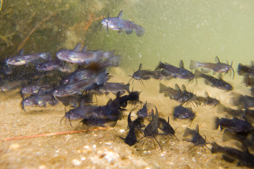 Madtoms! These tiny little catfish were pretty hard to get… Flickr
