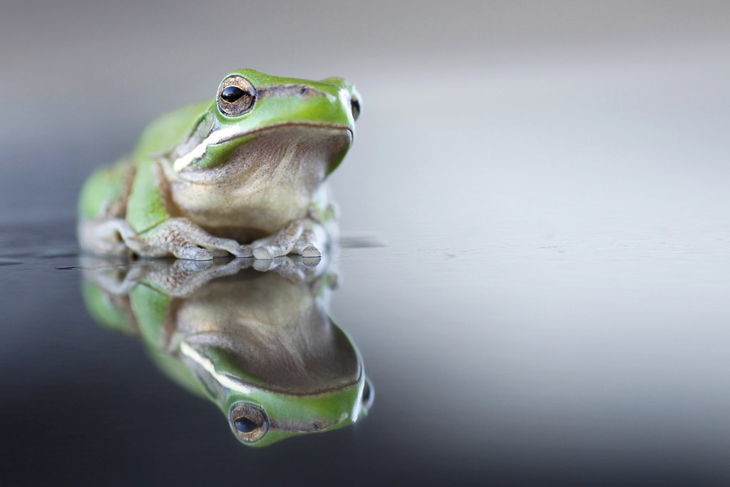 Sad frog... a photo on Flickriver
