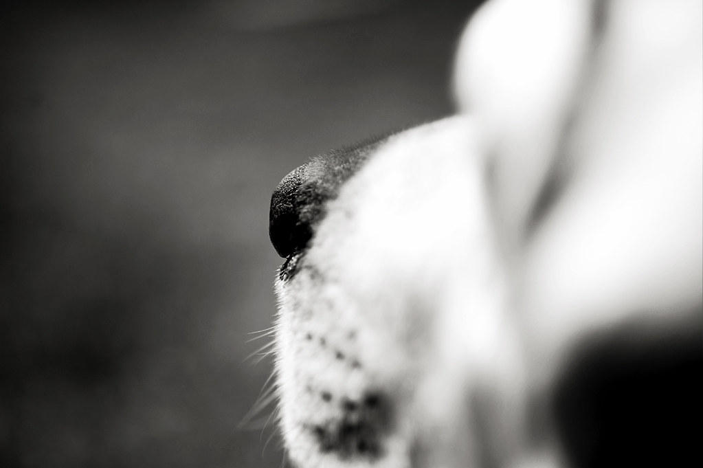How Sensitive Are Dogs Noses