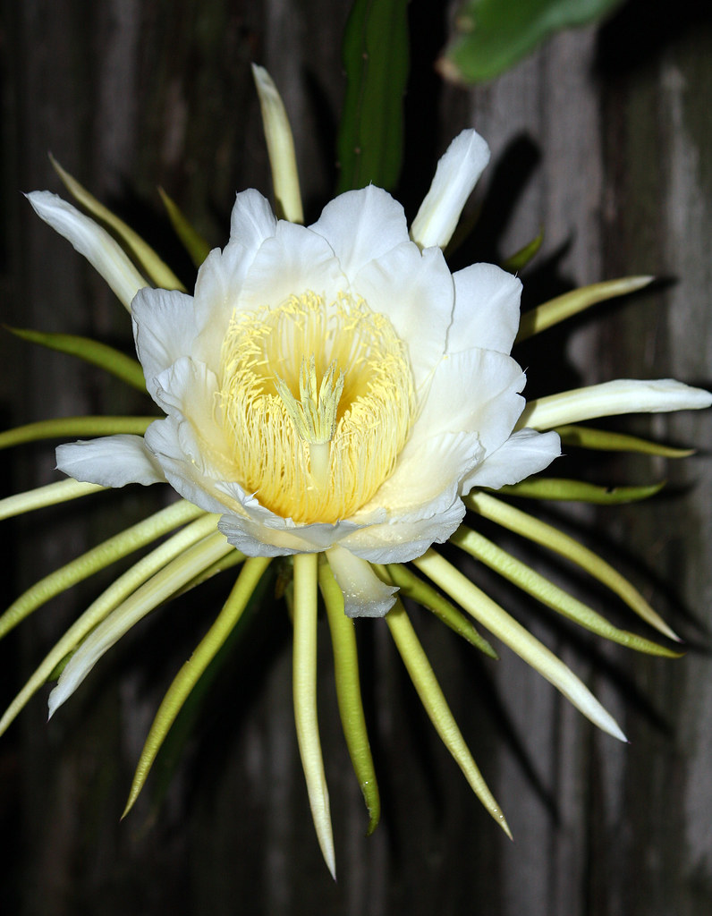 Queen of The Night! Dragon Fruit Bloom! When night time te… Flickr