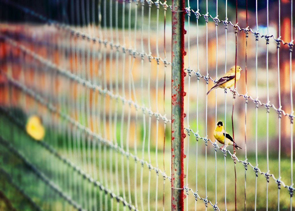 Birds on a wire...a fence for Friday! These beautiful litt… Flickr