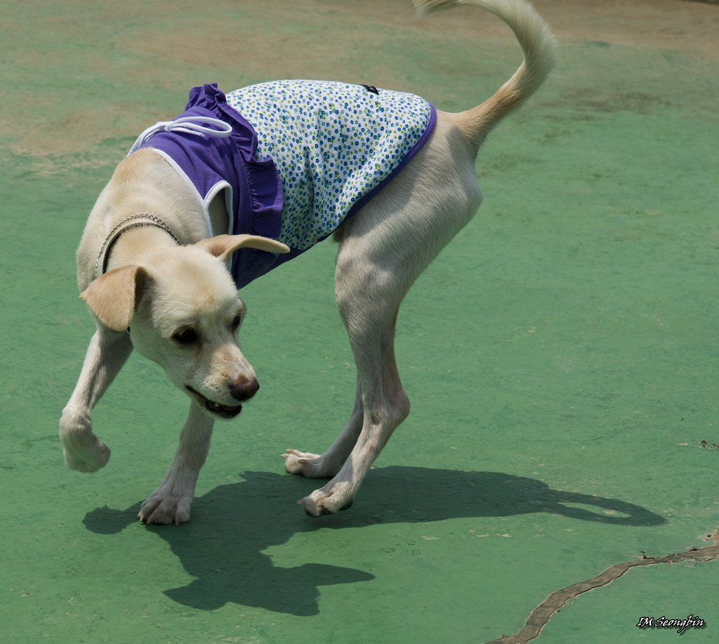 MixedBreed(?) Dog (믹스견) Unknown breed. Who let me know? Flickr