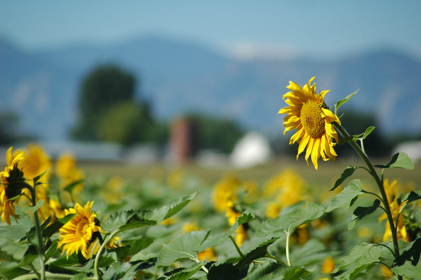 Field of Sunflowers Rocky Mountains in the background Daisy R