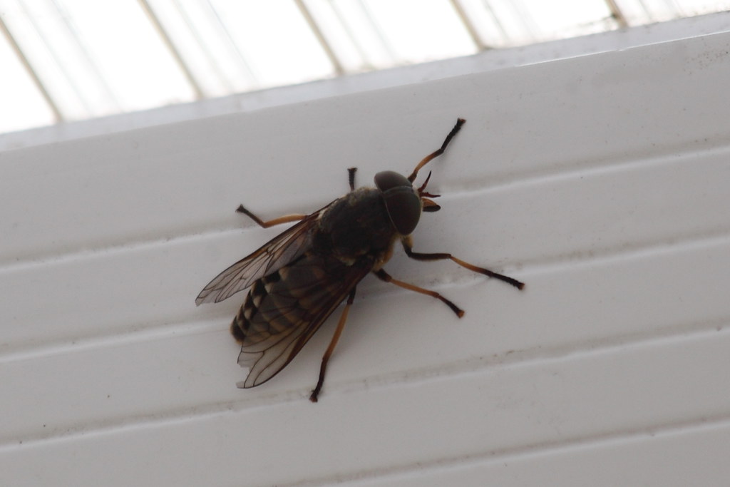 Live Giant Horsefly This is the biggest horsefly I have ev… Flickr