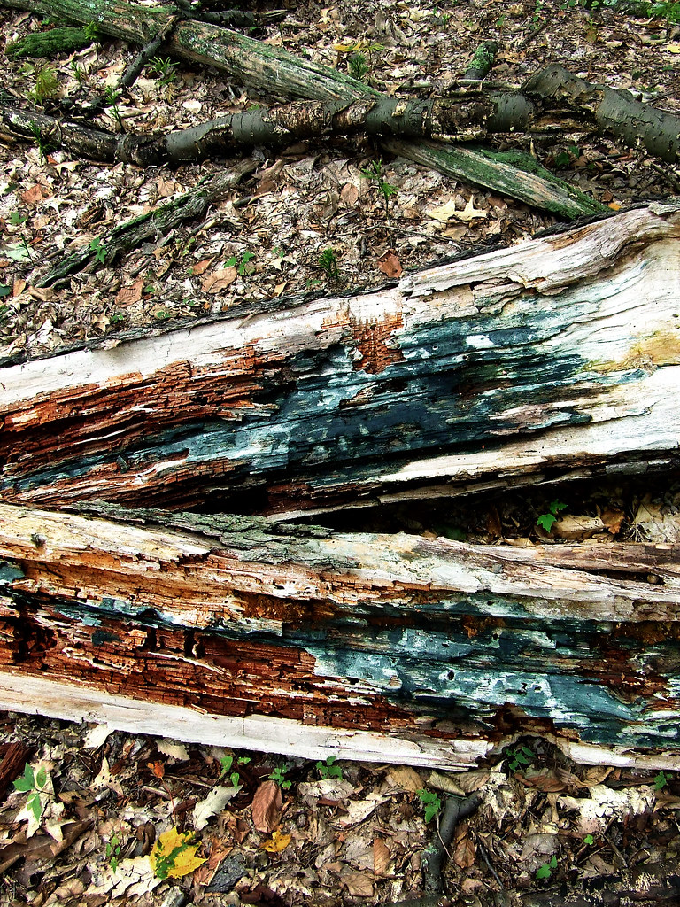 black cherry wood Dave Bonta Flickr