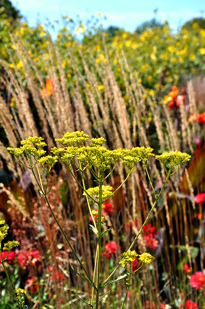 yellow lace White Flower Farm, Litchfield, CT carla kurt Flickr