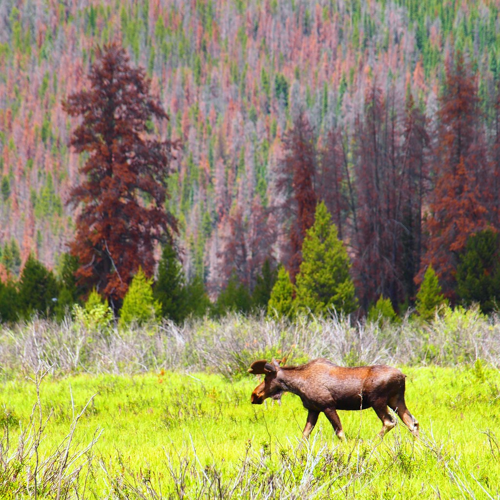 Estes Park, Colorado Moose Young moose strolling around ea… Flickr