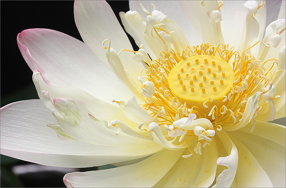 Lotus Flower Lotus_Petals, IMG_1184 Lotus Flower Macro … Flickr