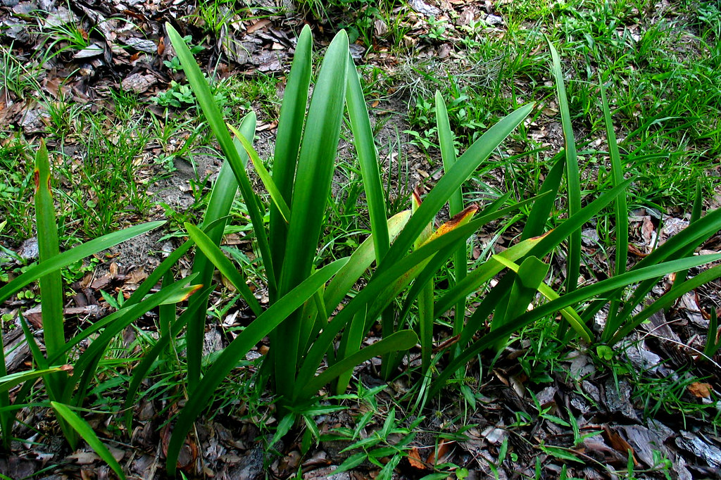 Amaryllis Leaves Grass Green Mulch a photo on Flickriver
