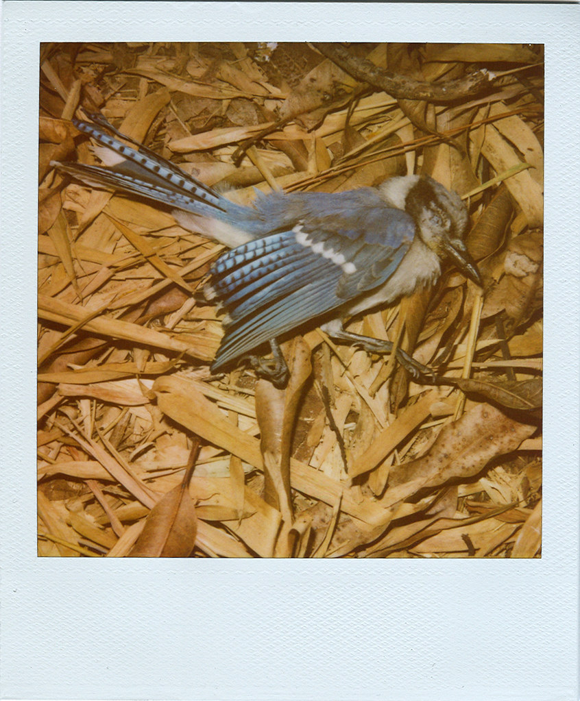 dead blue jay. we found a dead blue jay underneath our man… Flickr