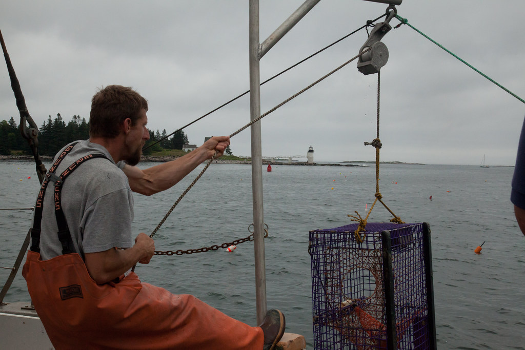 Hauling a Lobster Trap off Port Clyde, Maine Flickr