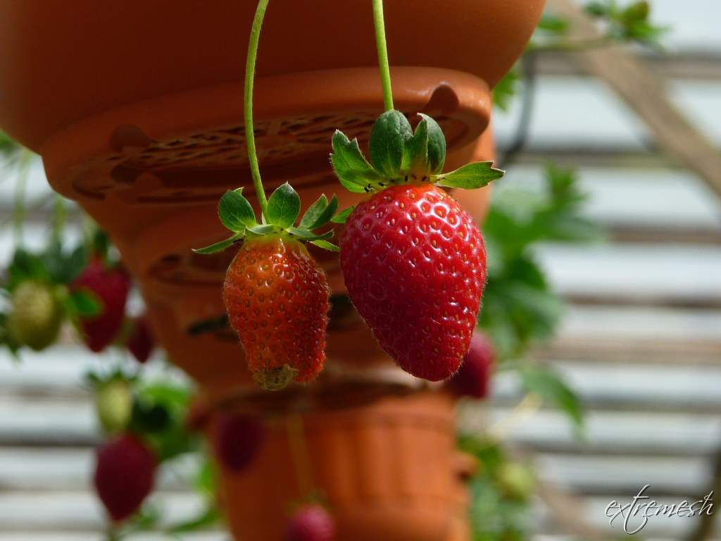 EQ Strawberry Farm, Cameron Highlands (2) Ramesh Hetfield Flickr